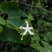 Trichosanthes cucumerina L.